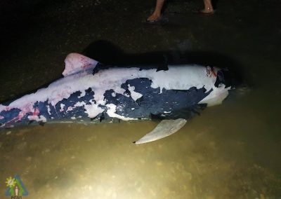 One dead Melon-headed Whale reported to PCSDS