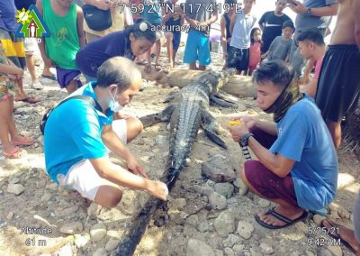 One dead Saltwater Crocodile recovered in Barangay Poblacion V, Balabac, Palawan