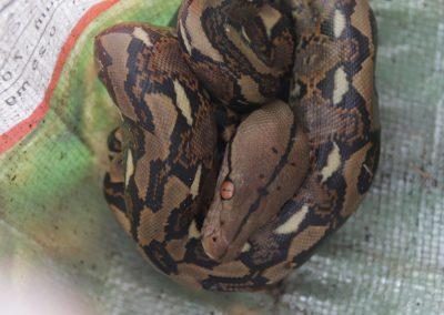 One Reticulated Python turned over to PCSDS