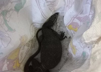 One Variable Monitor Lizard turned over to PCSDS