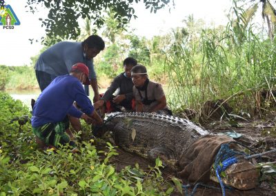 One 14.8-foot Saltwater Crocodile seized in Sumpaka River,  Sofronio Española, Palawan