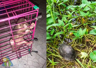 Concerned Citizens turn over Southeast Asian Box Turtle and juvenile Pangolin to PCSDS